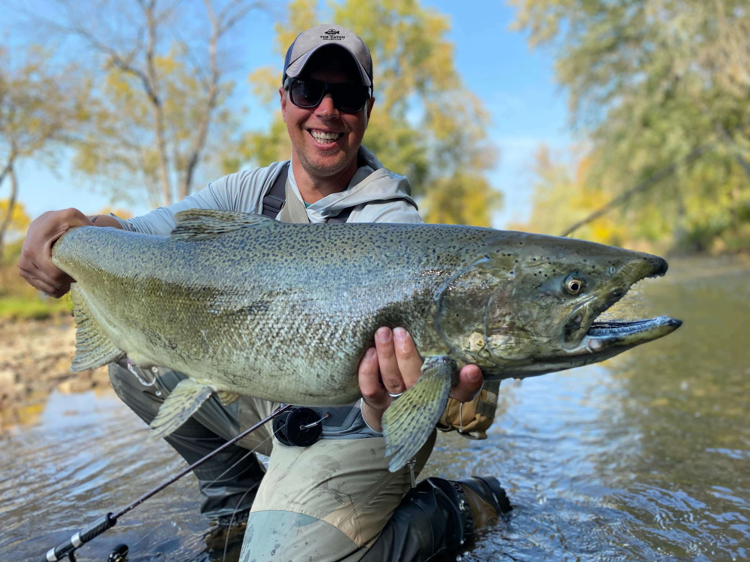 Salmon Collection
